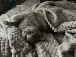 Куплю Дом, Квартиру