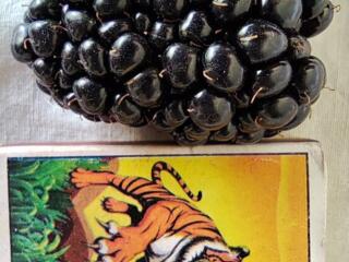 Продам саженцы ежевики крупноплодной однолетние