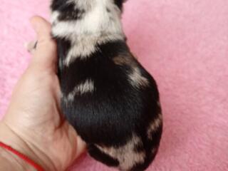 Щенки Чихуахуа Мерле.