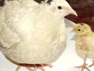 Суточные и недельные перепелята породы Техас