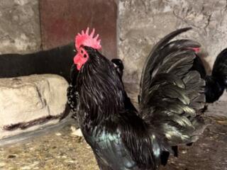 Декоративные петухи.