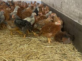 Венгерские красные