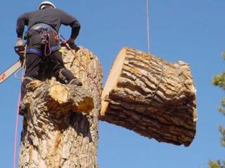 СПИЛ ДЕРЕВЬЕВ ЛЮБОЙ СЛОЖНОСТИ В Приднестровье • Недорого