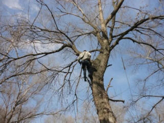 СПИЛ ДЕРЕВЬЕВ ЛЮБОЙ СЛОЖНОСТИ В Приднестровье • Недорого