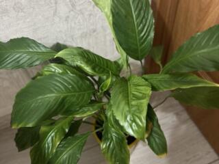 Спатифиллум (женское счастье)