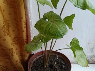 Бендеры. Продам алоэ, дримиопсис. по 50 руб.