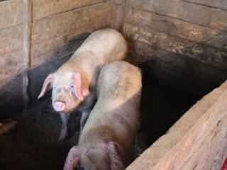 Продам свинью живым весом