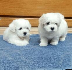 Кукольные щенки Мальтезе!