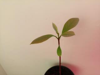 Авокадо в горшках