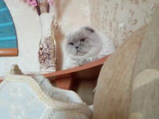 Шотландский вислоухий кот