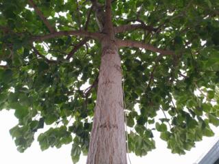 Семена Павловнии Томентоса. Алюминиевое дерево.