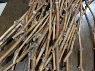 Черенки винограда "Рататуй"