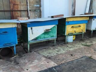 Ульи с пчелами