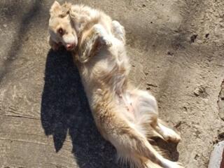 СРОЧНО! Собаку в добрые руки