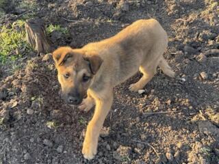 Бродит щенок девочка