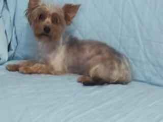 Щенки Йорк терьера