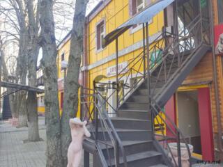 Spatiu comercial - 1200  m²  , Chisinau