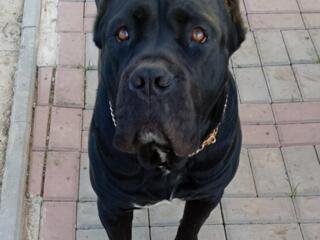 Мощный мальчик Канэ-корсо ищет невесту.