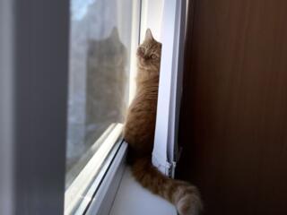 Современные пластиковые окна для дома и квартиры