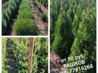 Туя Смарагд, туя Вудварди, Самшит