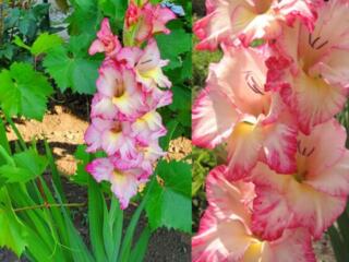 Продам луковицы гладиолус