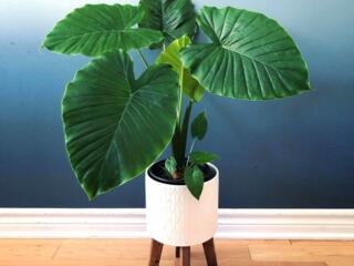 Куплю аллоказию сорт Гагеана