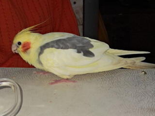 Пропал питомец