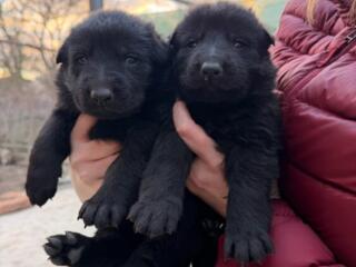 Продаем щенков немецкой овчарки