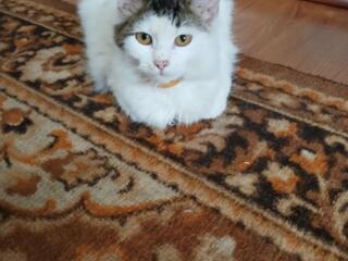 Отдам в хорошие руки