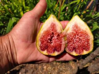 Smochin. Puieti 200 - 350 lei. Soi Dalmatian. Инжир. Сорт Далматский.