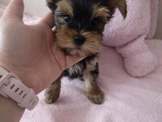 Очаровательный мини йорк – маленькое счастье ищет дом