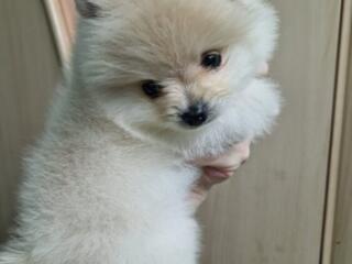 Померанский шпиц