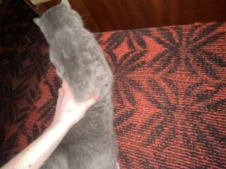 Отдам в добрые руки кота(взрослого)