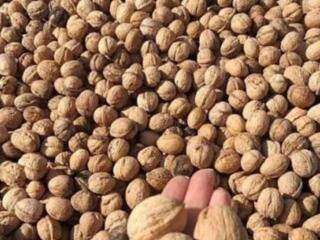 Грецкий орех 20 руб кг.