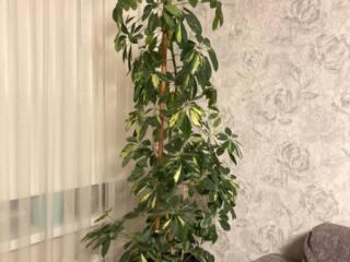 Продам Цветок Шеффлера 1.3м