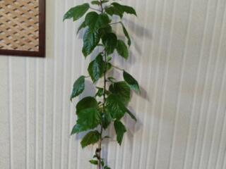 Продаю комнатные растения.