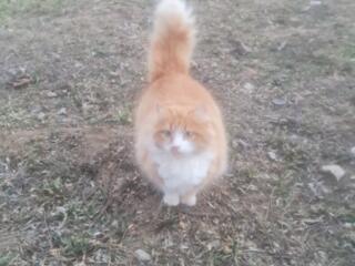 Отдам в хорошие руки сиамскую кошку