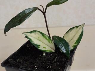 Продаем укоренённые черенки хойи более 30 сортов. Доставим.