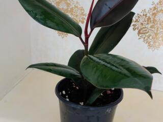 Фикус Али Бенджамина Робуста Абиджан Доставим