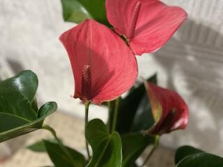 Антуриум. Сорт Розовый фламинго