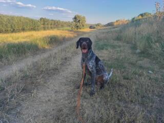 Курцхаар вязка