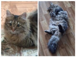 Отдам в добрые руки