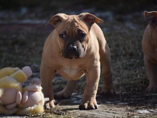 American Bully femela