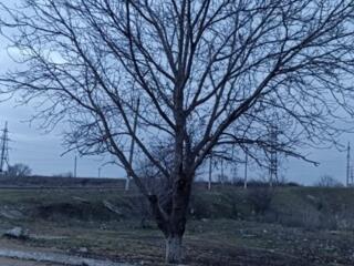 Спил деревьев