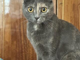 Отдам кошечку в добрые ручки