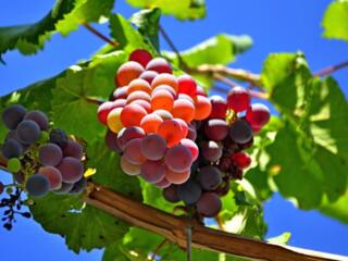 Обрезка винограда. 