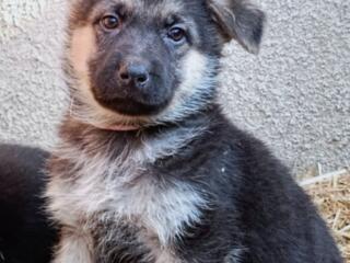 Щенки Восточно-Европейской Овчарки