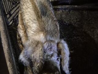 Вязка - хряк помесь мангалец & дюрок