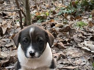 В добрые руки