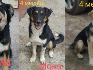 Щенки в хорошие руки.